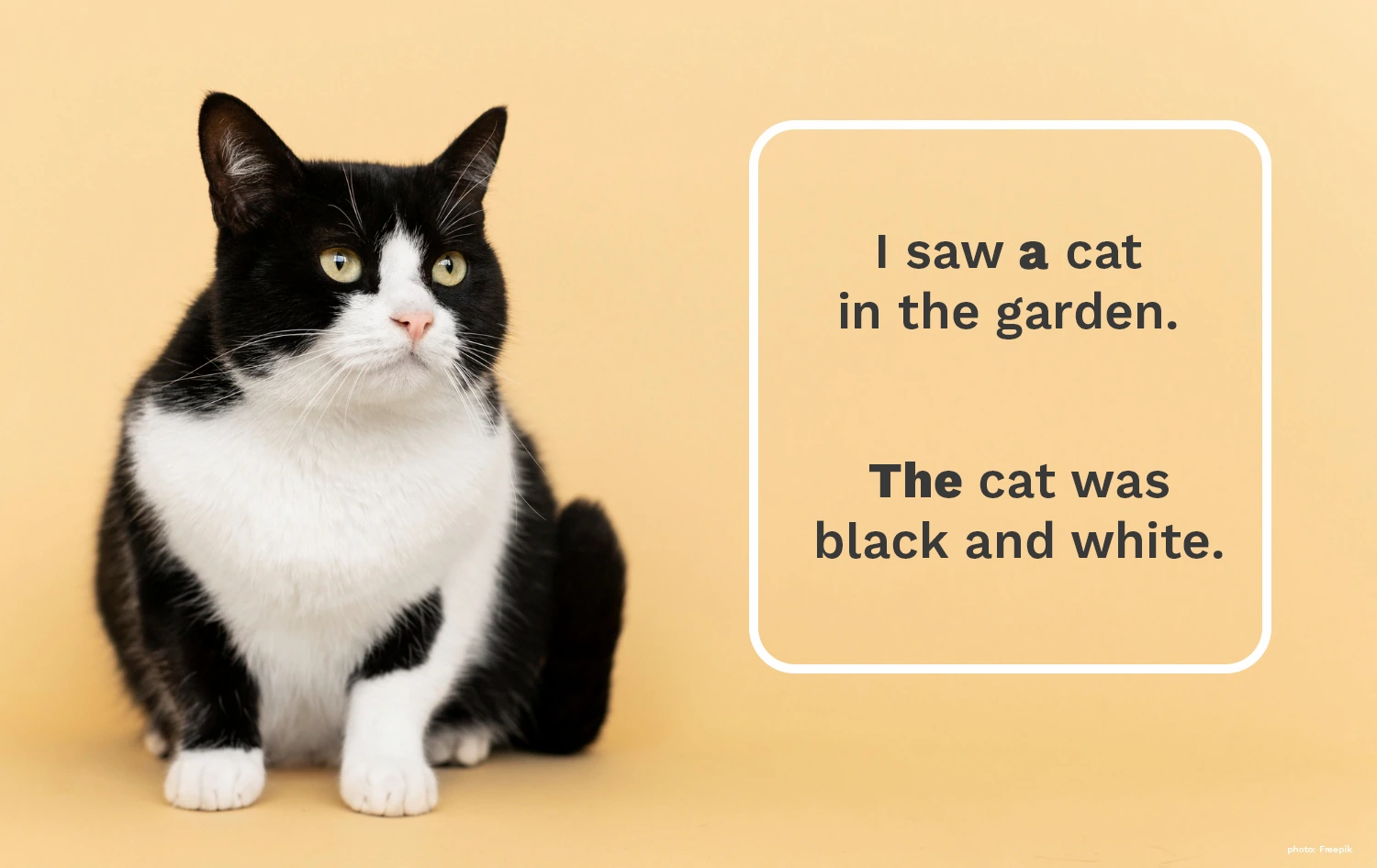 A Definitive Guide on How to Use Articles Correctly in English A, An and The, a photo of a black and white cat described with the use of English articles